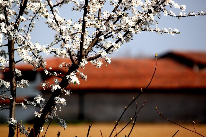 Blossoming tree with red roof