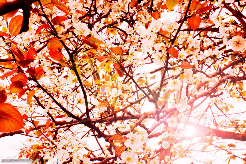 Blossoming tree with sunlight