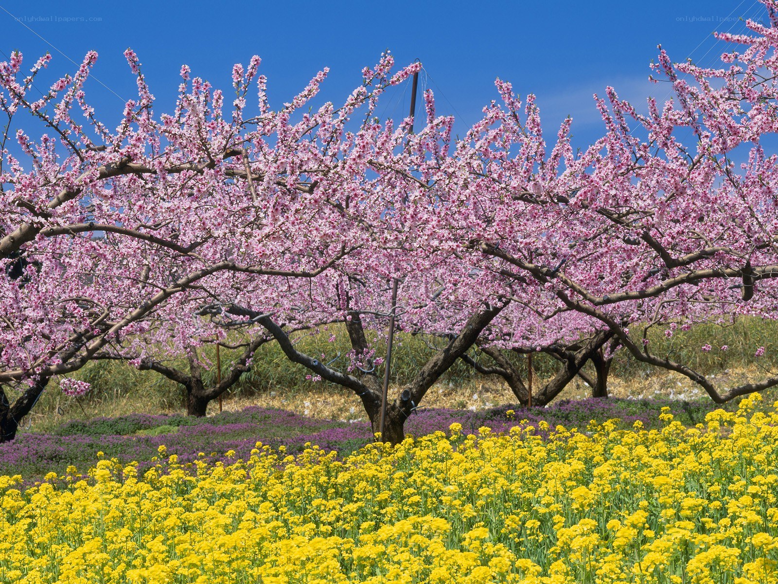 Blossoming trees and flowers