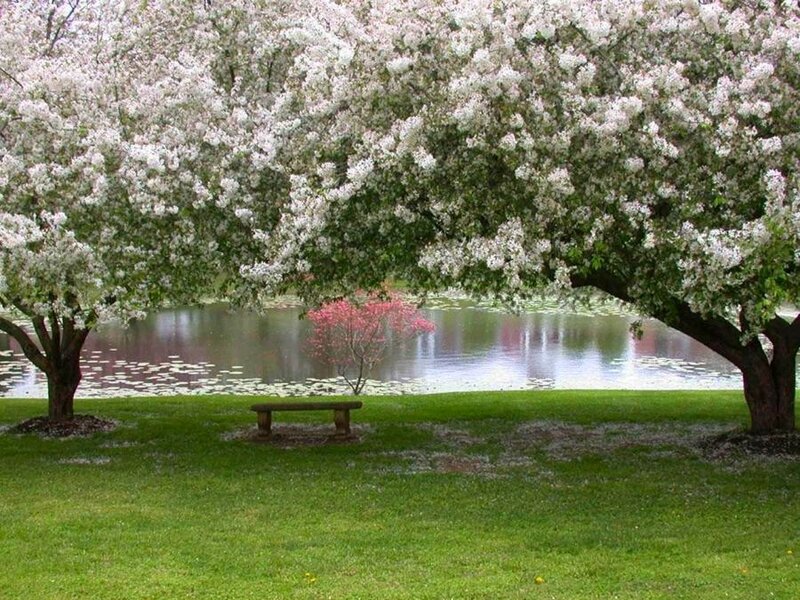 Blossoming trees by a pond