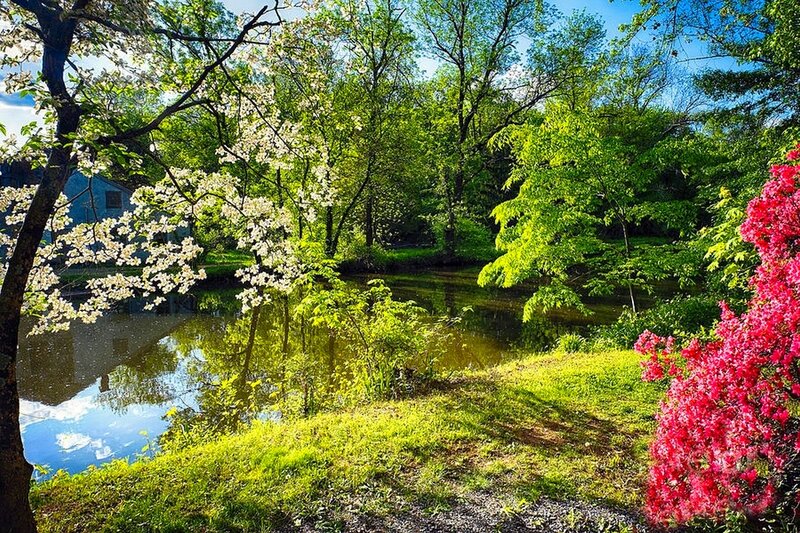 Blossoming Trees by Pond