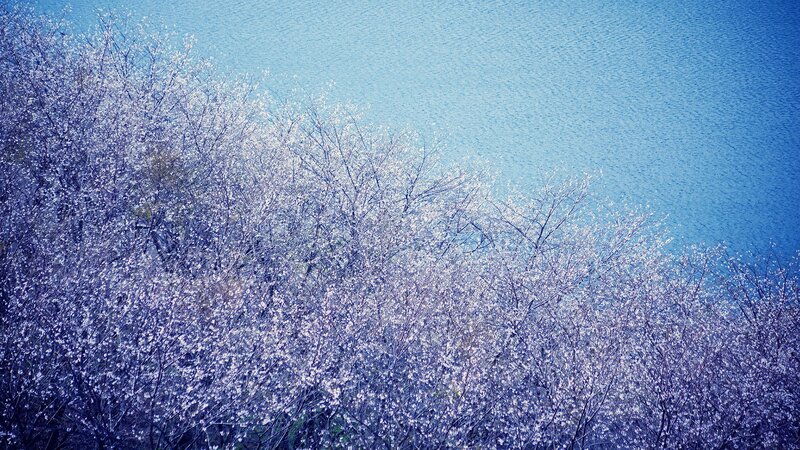 Blossoming trees by the water