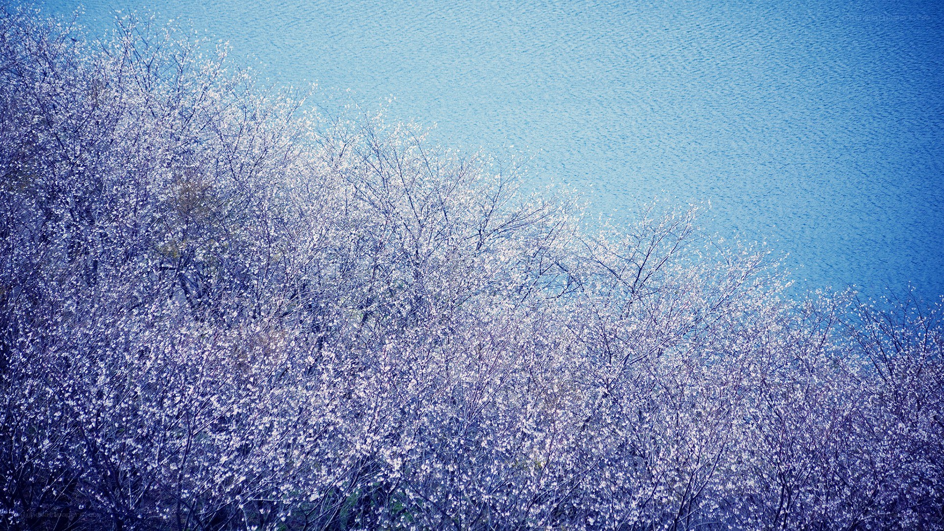 Blossoming trees by the water