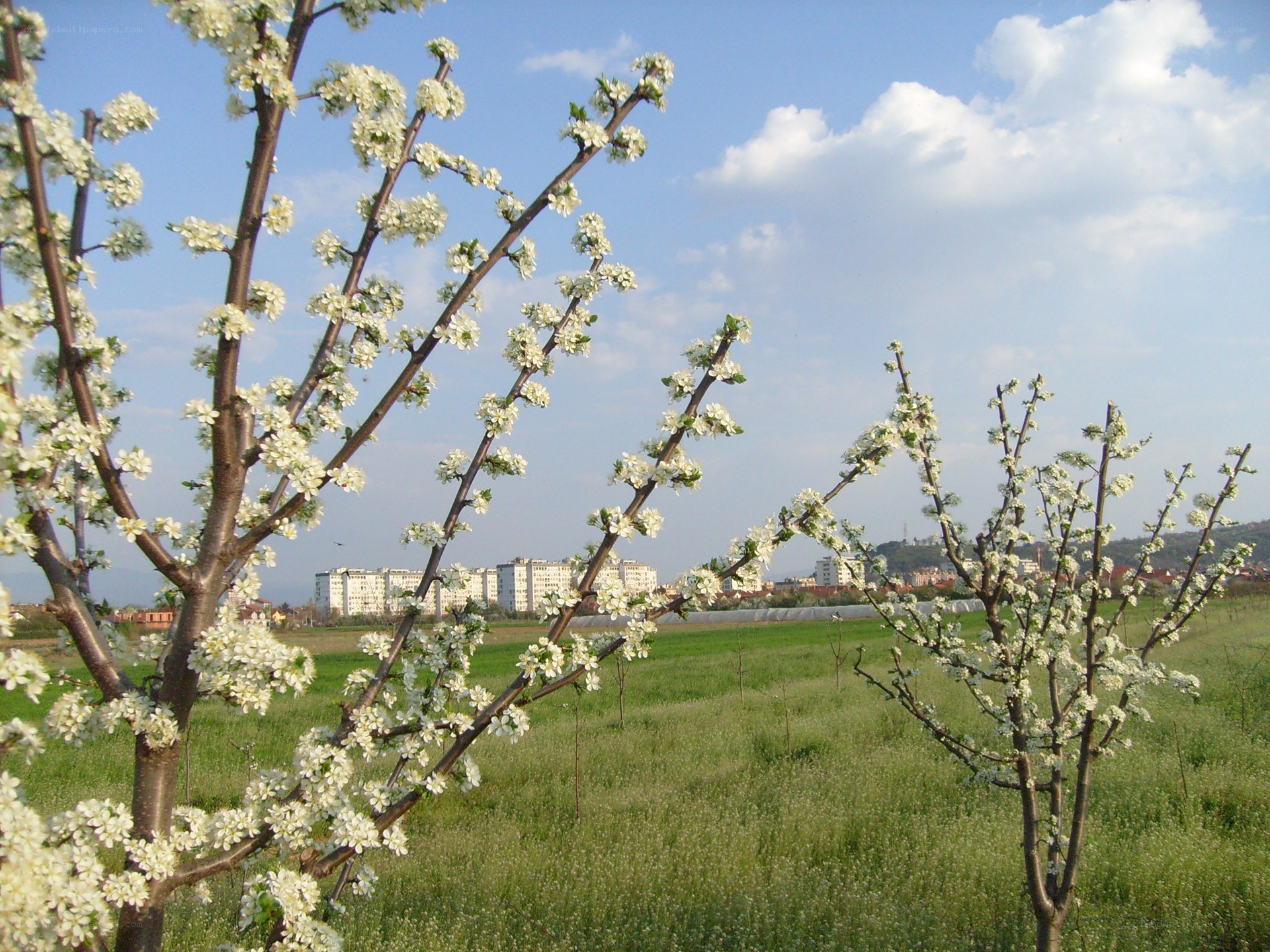 Blossoming trees in a green field