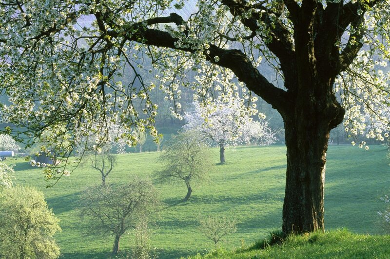 Blossoming trees in a green field