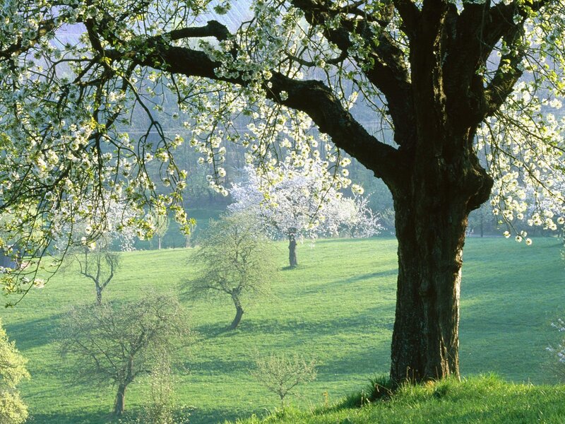 Blossoming trees in a green field