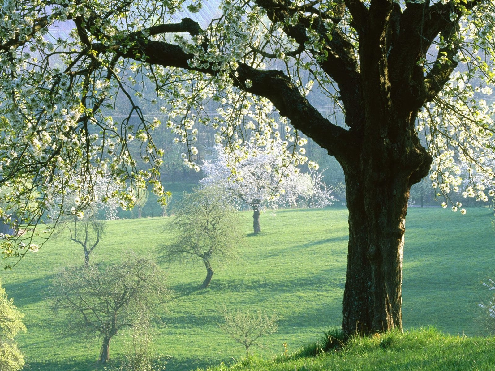 Blossoming trees in a green field