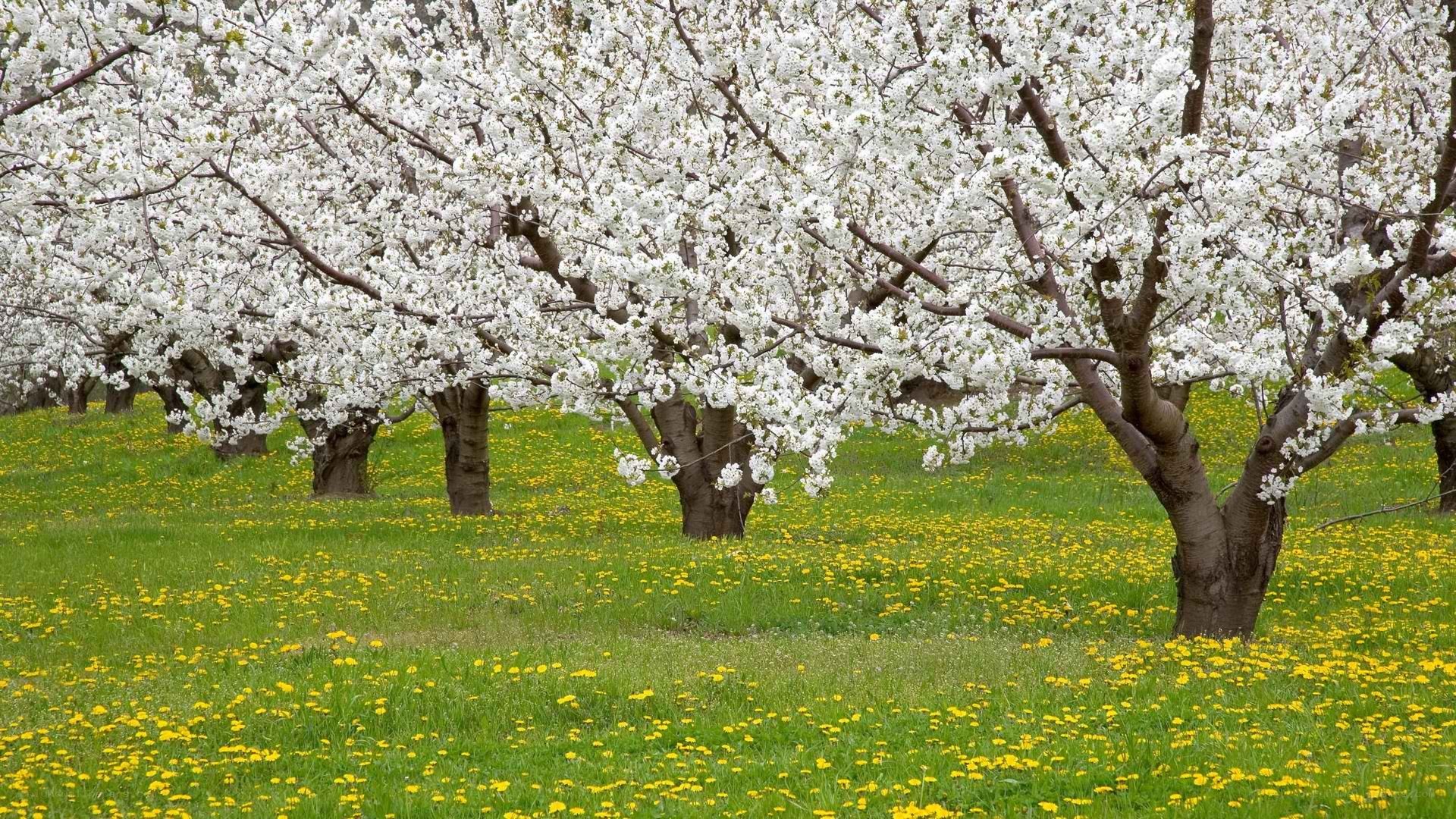 Blossoming trees in a meadow