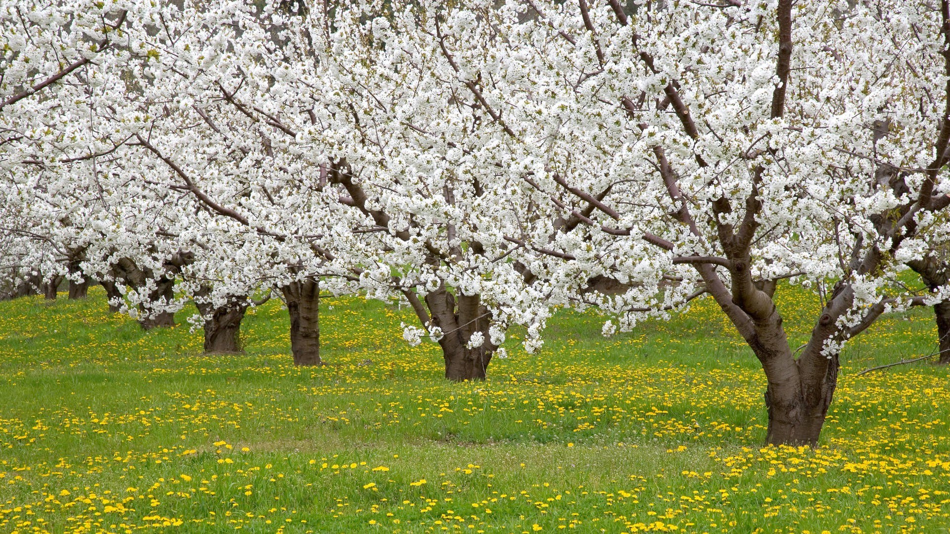 Blossoming trees in a meadow