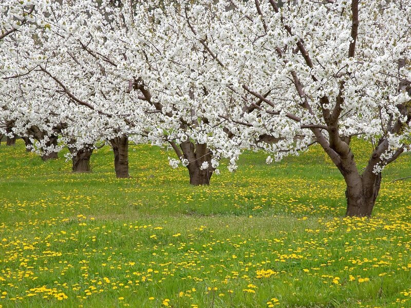Blossoming trees in a meadow