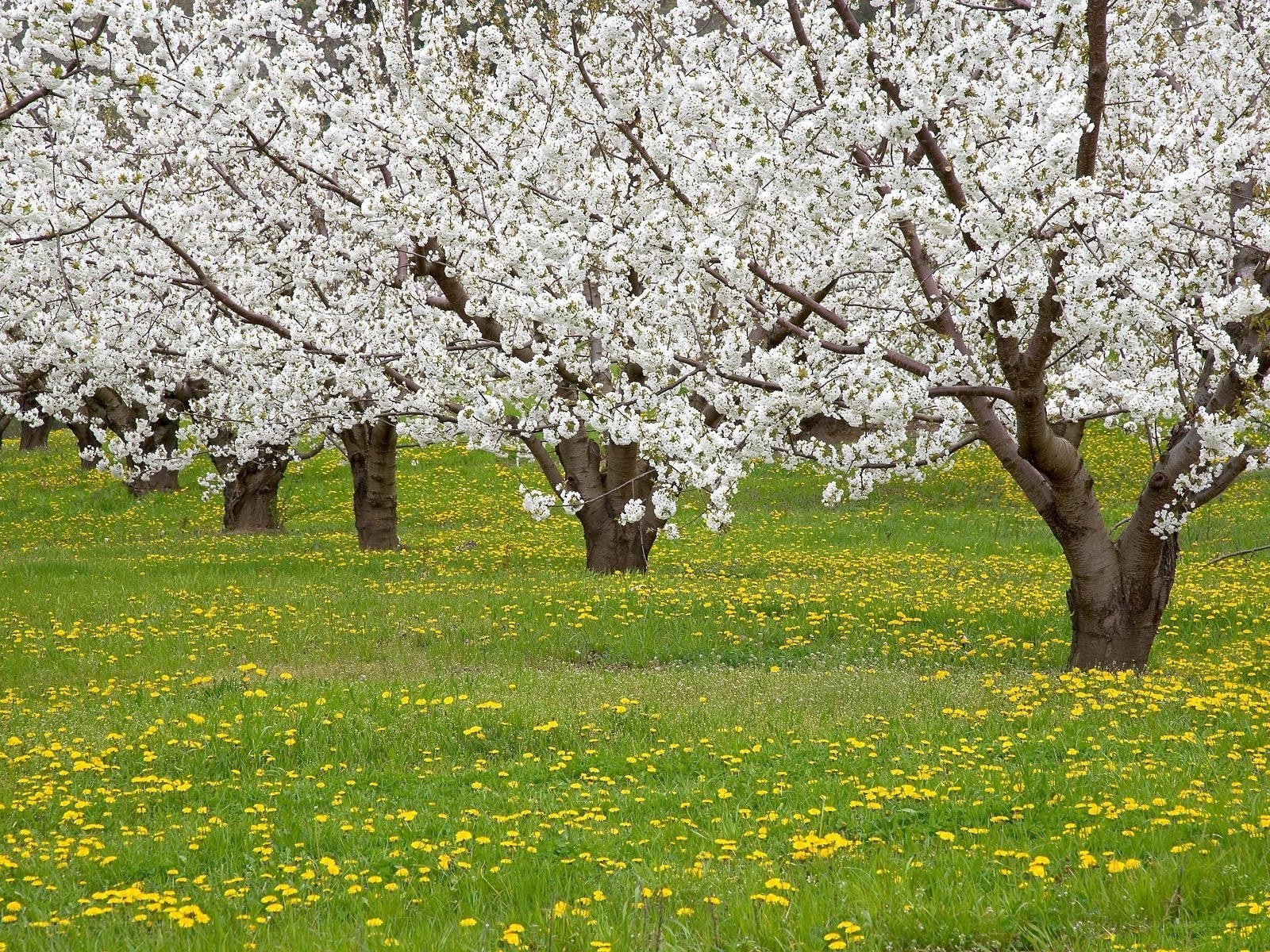 Blossoming trees in a meadow
