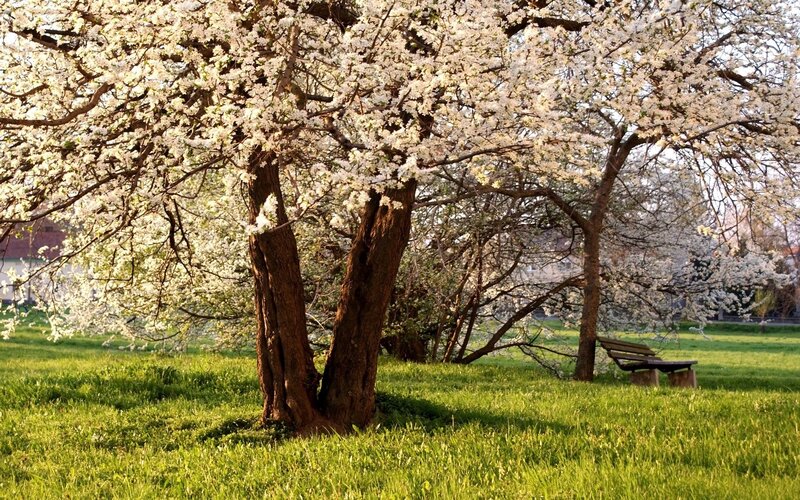 Blossoming trees in a park