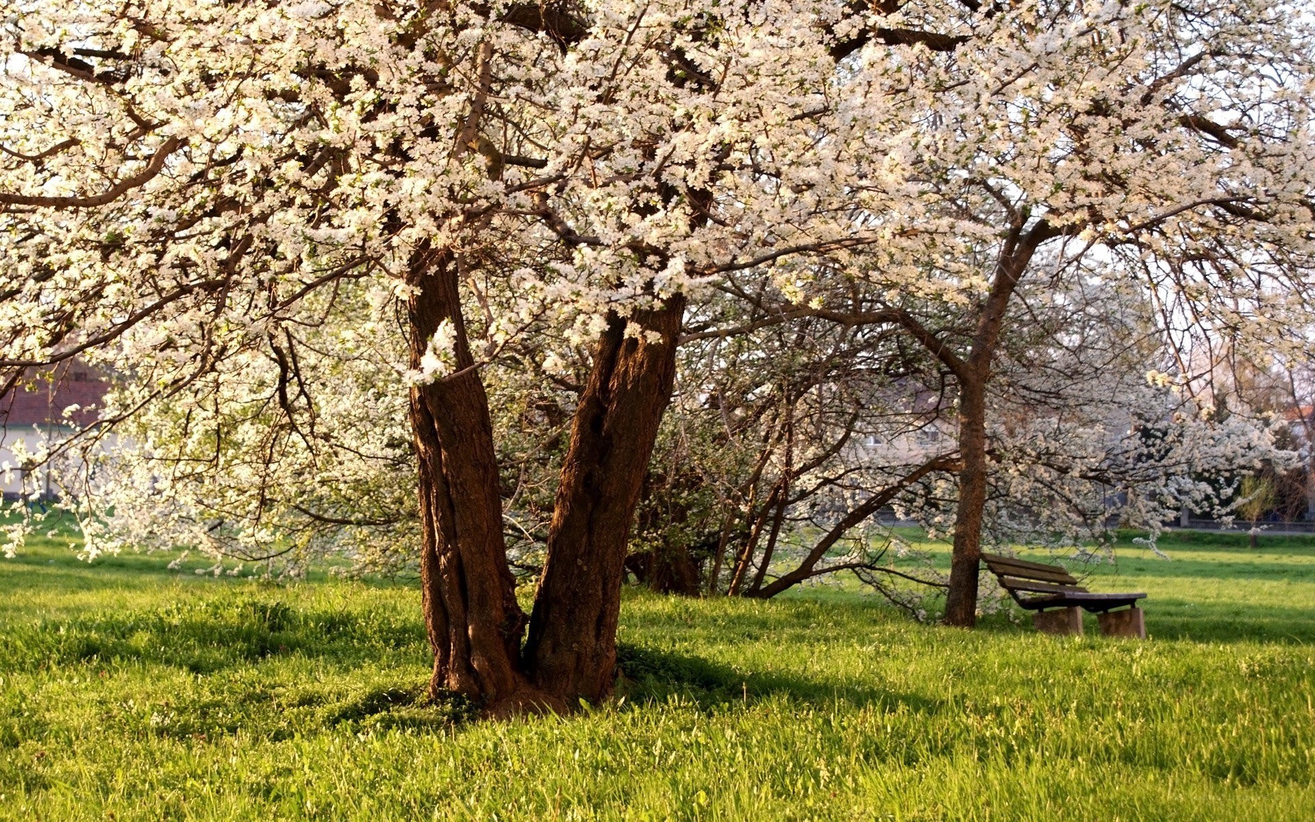 Blossoming trees in a park