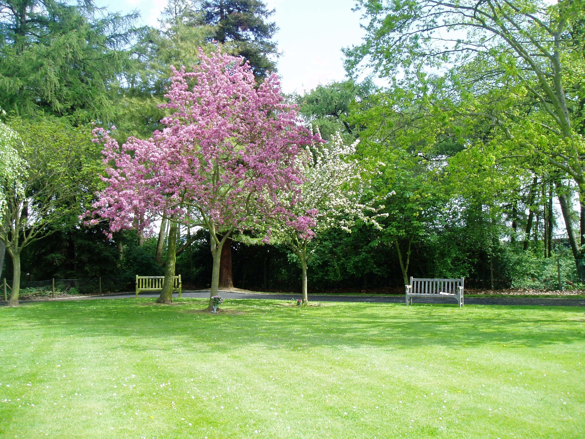 Blossoming trees in a park