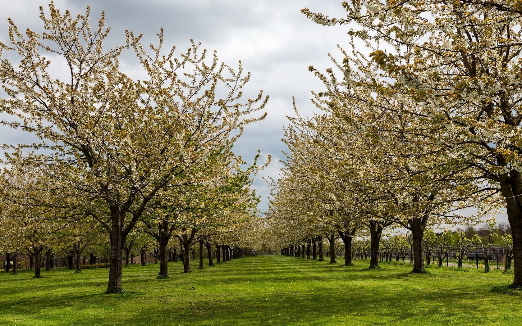 Blossoming trees in a park