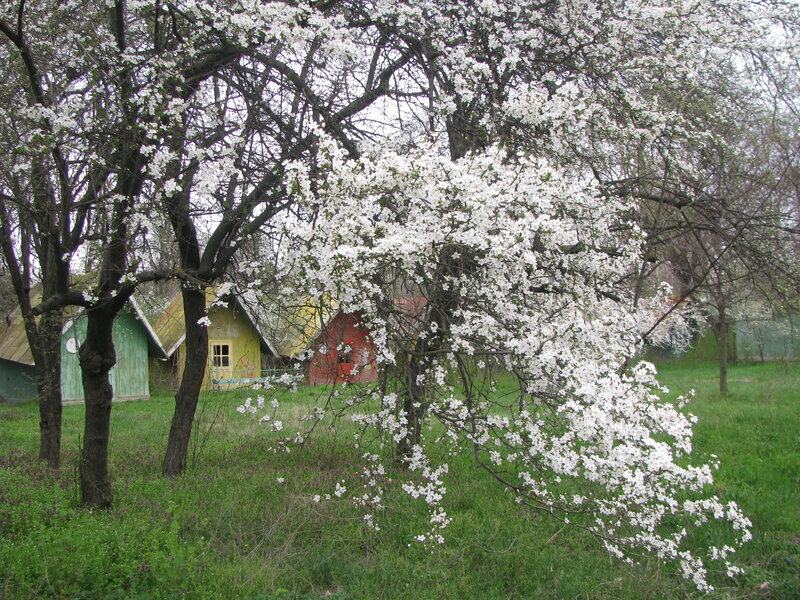 Blossoming trees in a village
