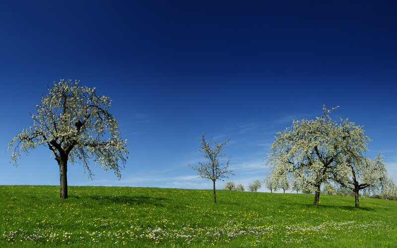 Blossoming Trees in Field — Blue, Serene, Spring