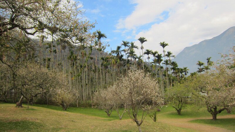 Blossoming Trees in Field — Green, Serene, Spring, Photograph