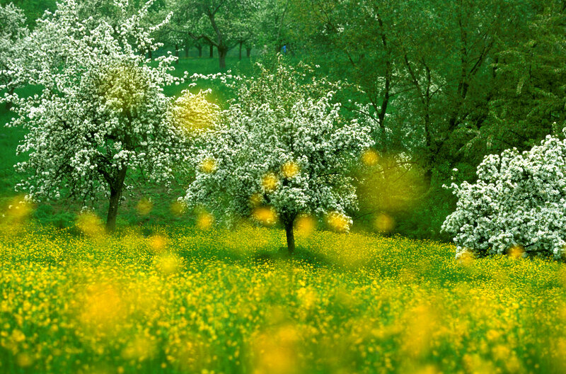 Blossoming Trees in Field — Green, Serene, Spring
