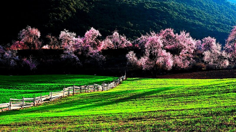 Blossoming Trees in Field — Green, Serene