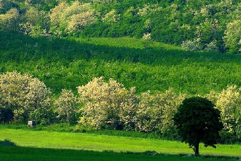 Blossoming Trees in Field