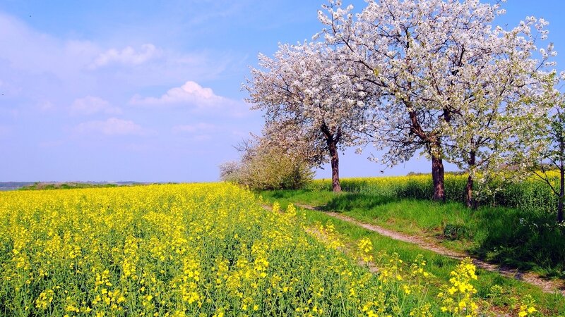 Blossoming Trees in Field — Yellow