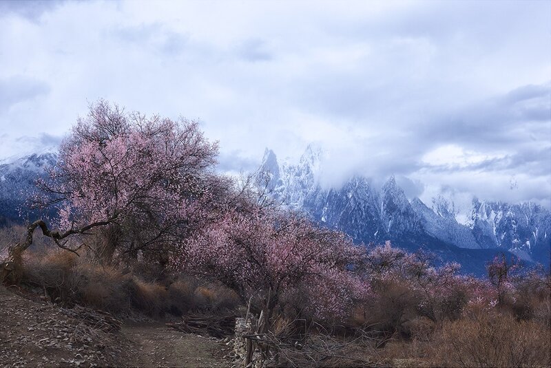 Blossoming trees in mountain valley