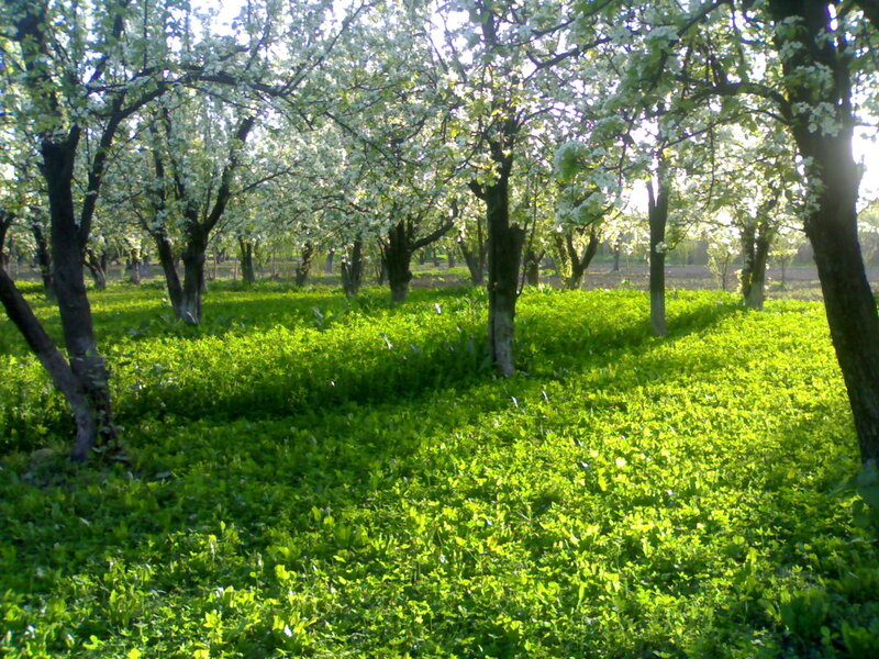 Blossoming Trees in Orchard — Green, Serene