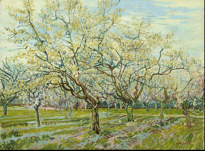 Blossoming Trees in Orchard — Green