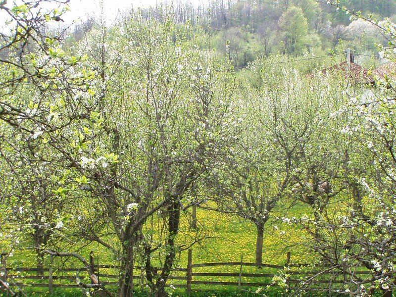 Blossoming Trees in Orchard