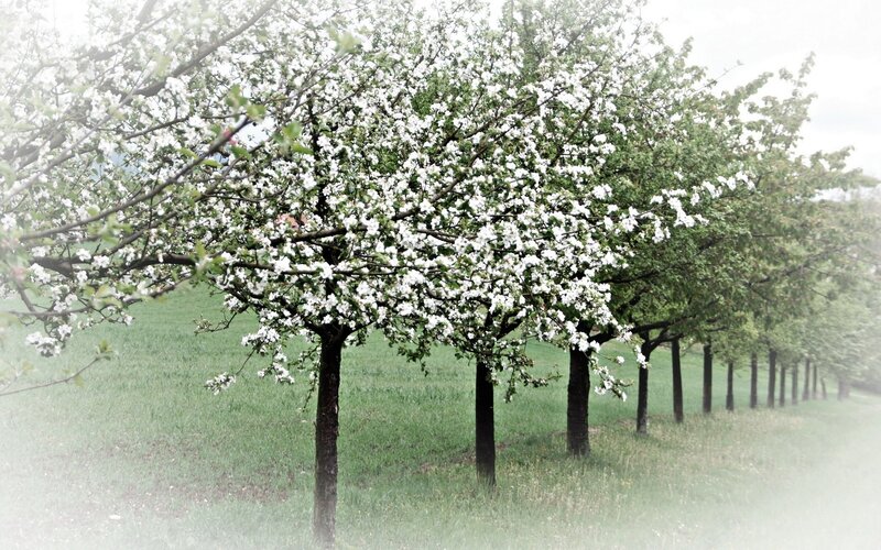 Blossoming trees in spring