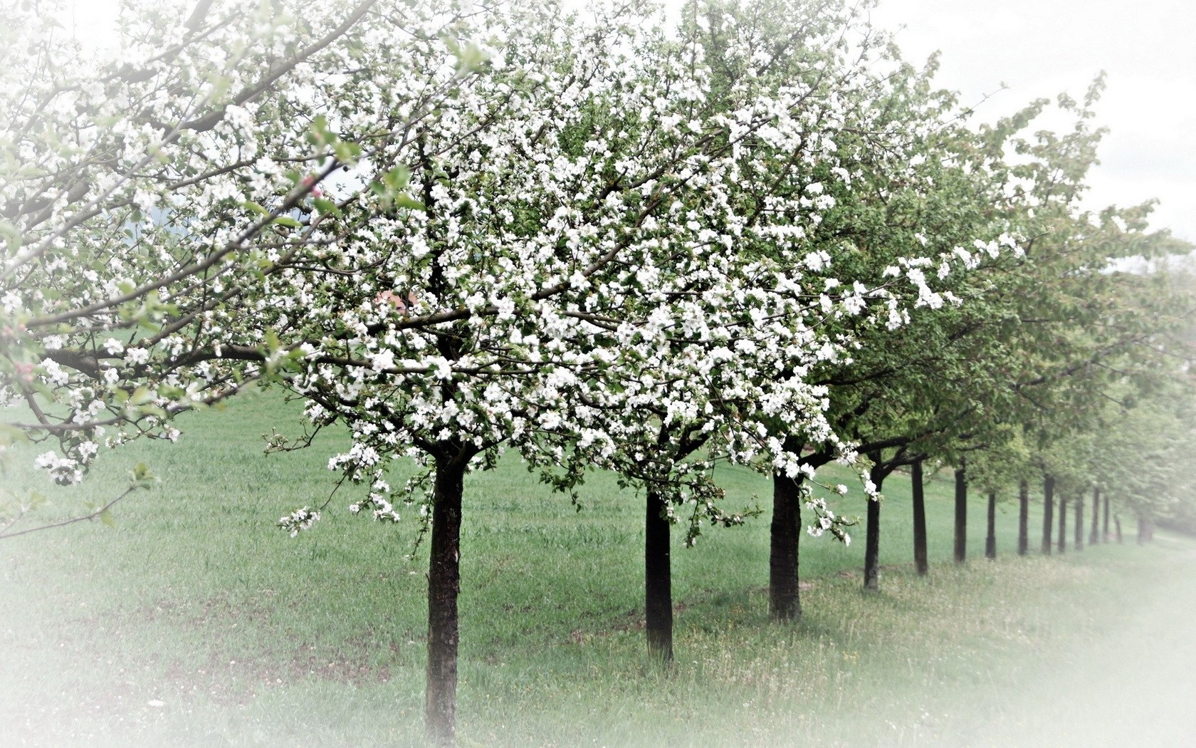 Blossoming trees in spring