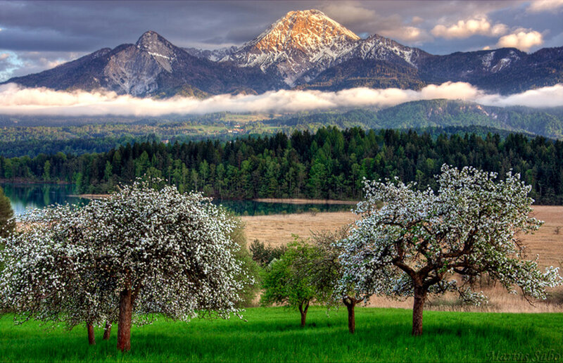 Blossoming Trees in Valley