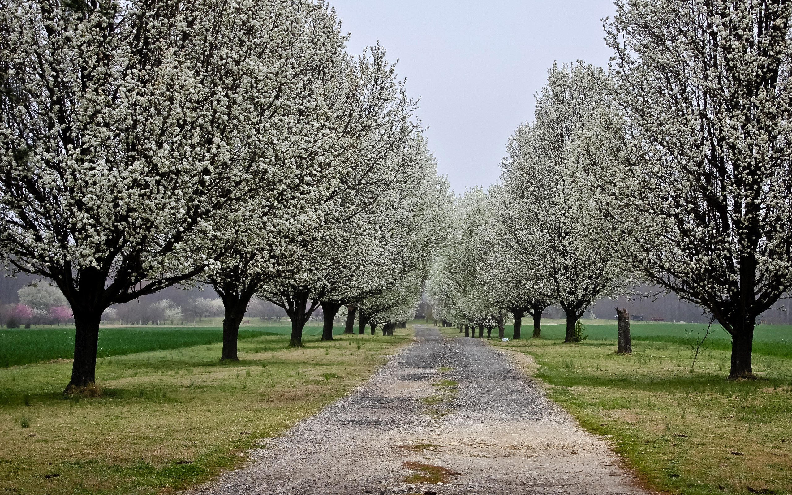 Blossoming trees line a gravel path