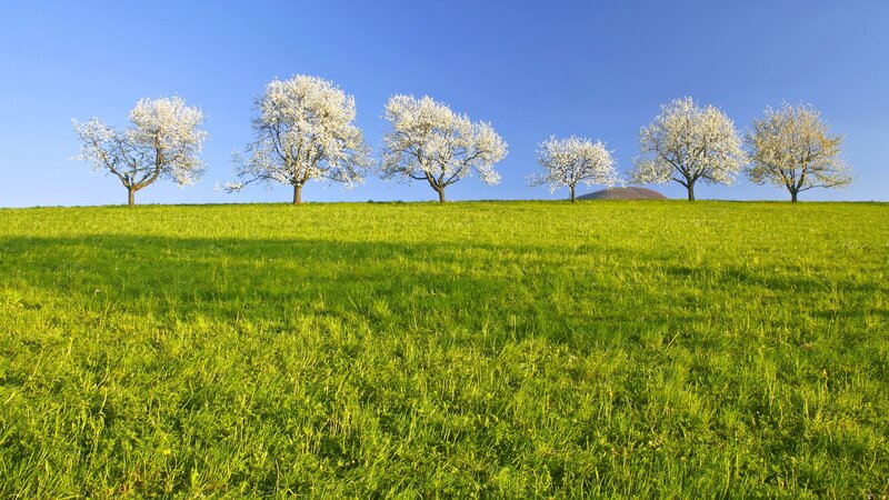 Blossoming trees on a green hill