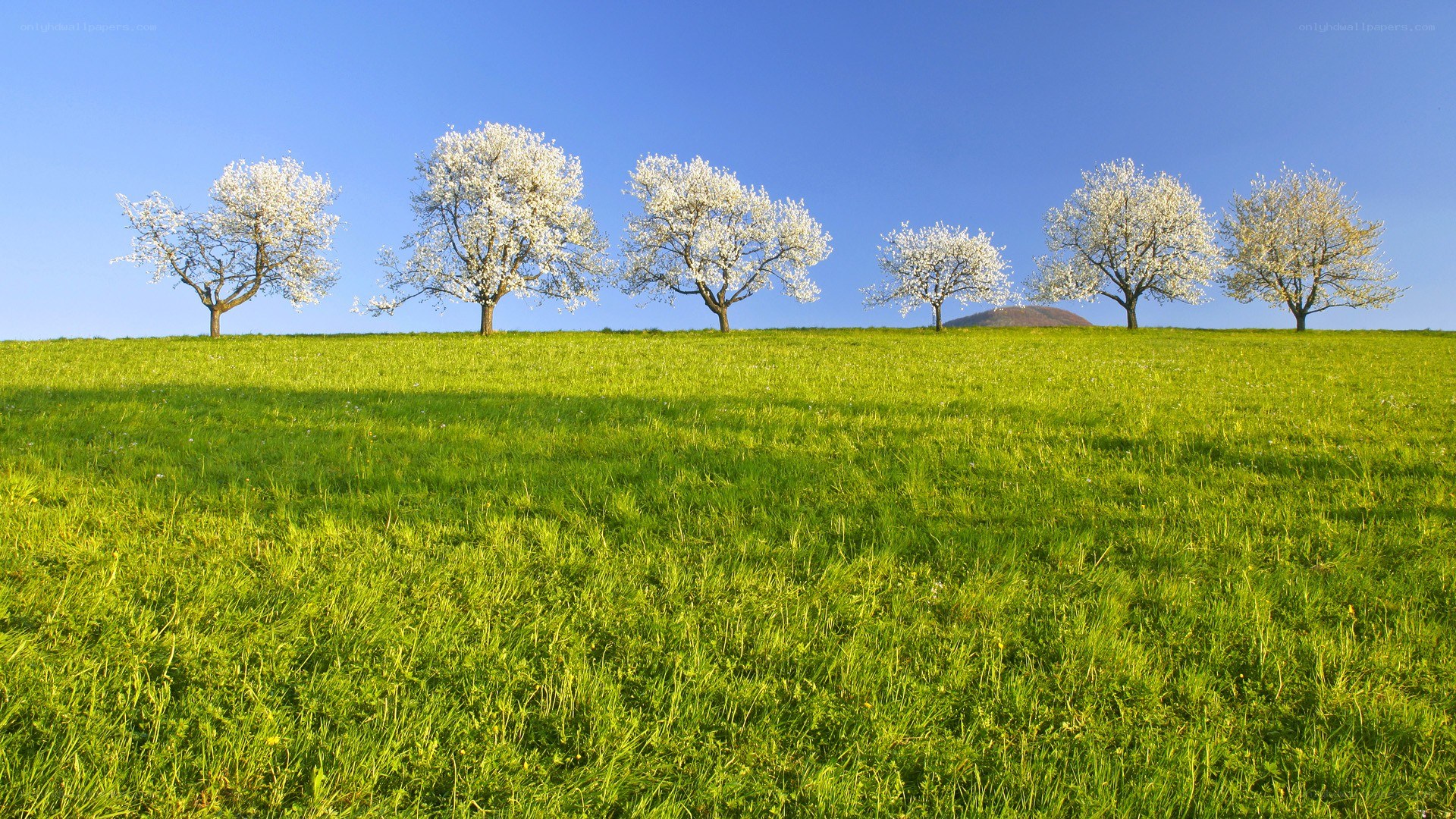 Blossoming trees on a green hill