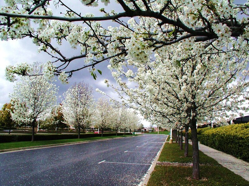Blossoming trees on a quiet street