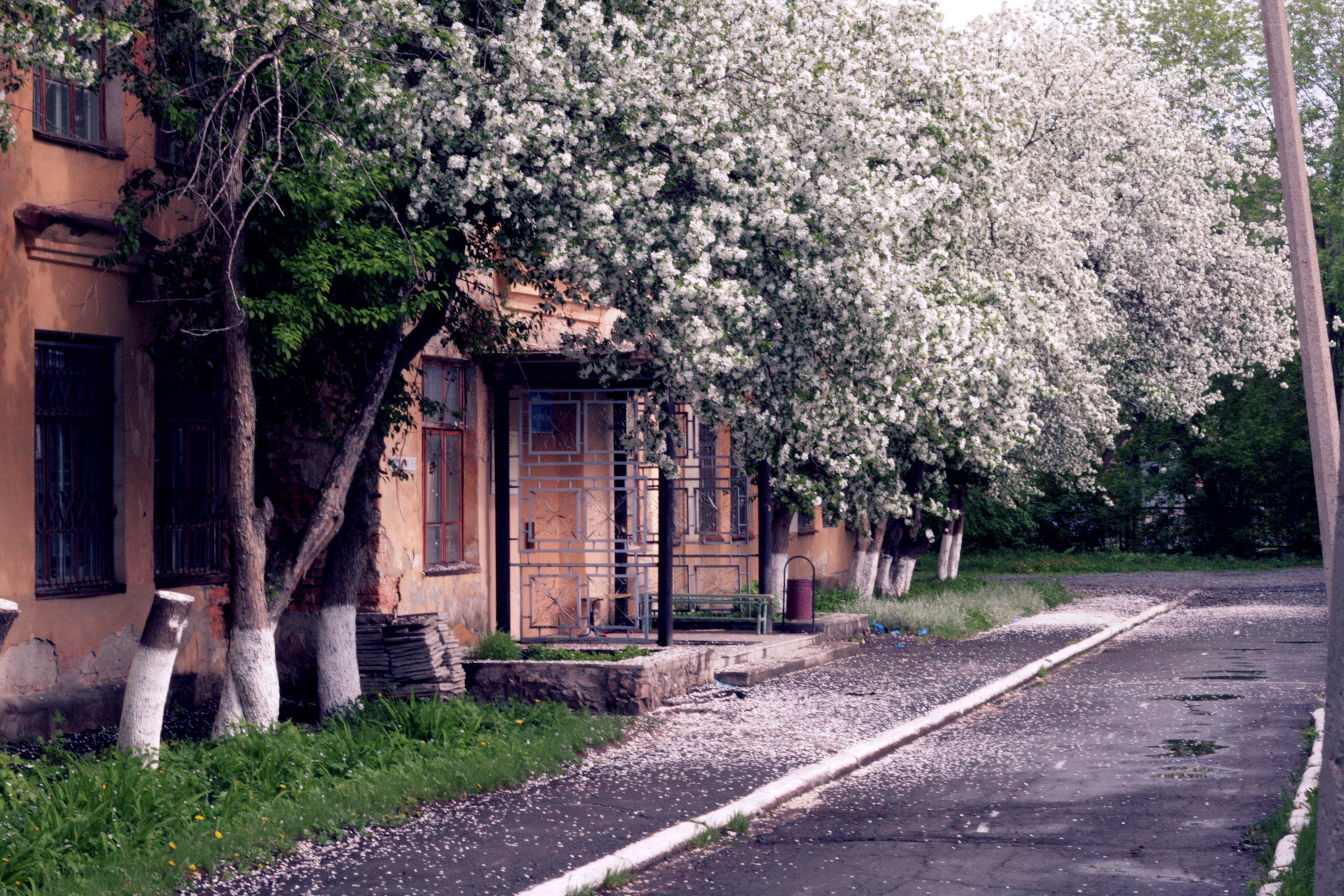 Blossoming trees on a quiet street
