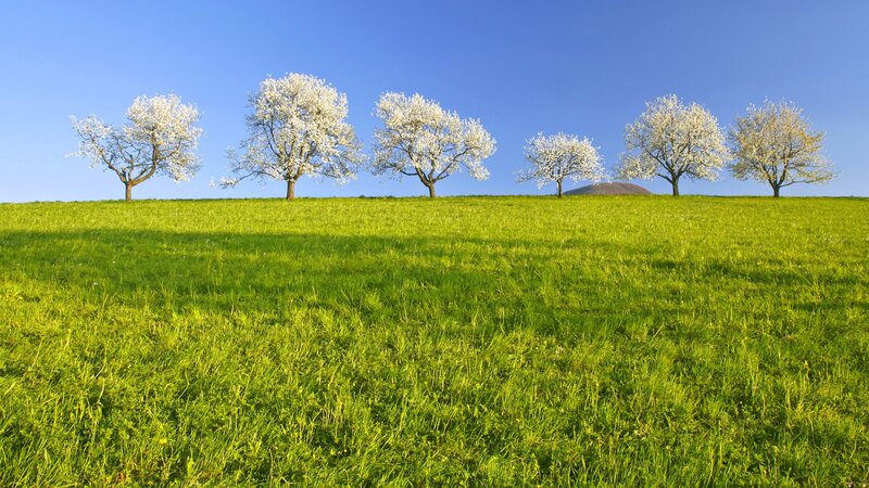 Blossoming Trees on Hill