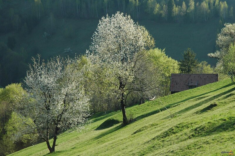 Blossoming Trees on Hillside