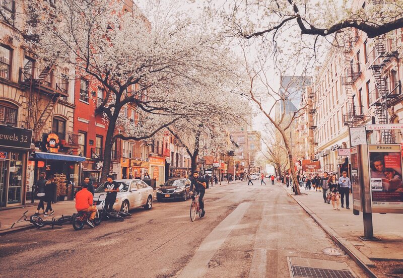 Blossoming Trees on Street