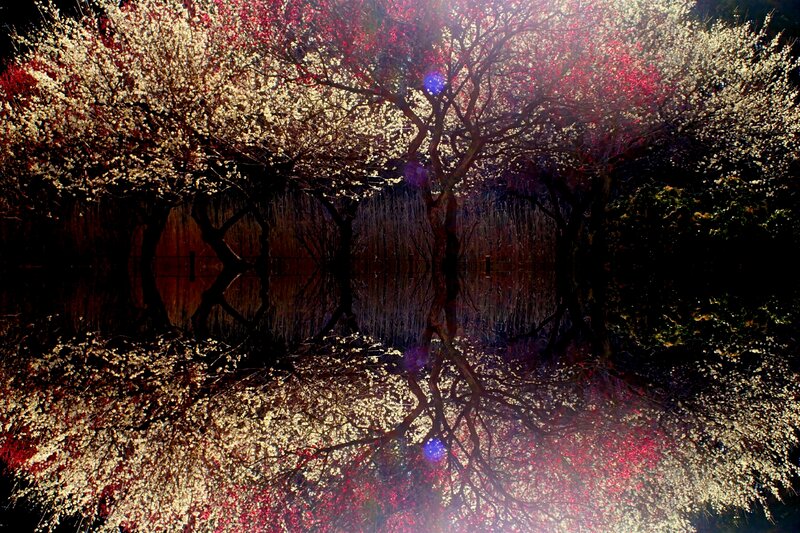 Blossoming Trees Reflection