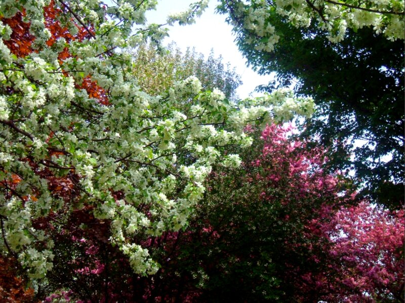 Blossoming Trees