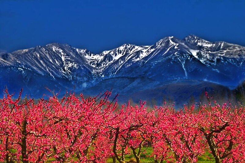 Blossoming trees with snow-capped mountains
