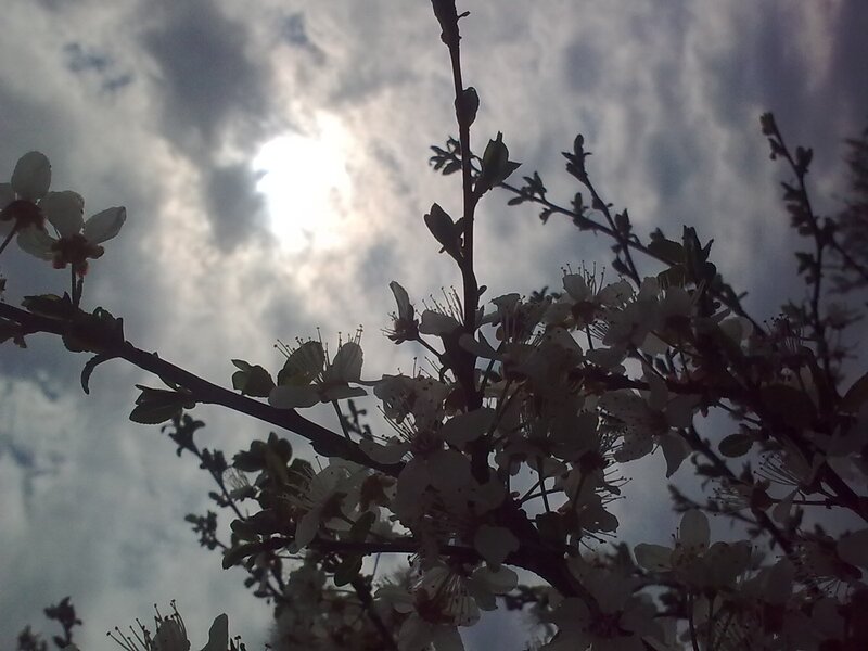 Blossoms against cloudy sky