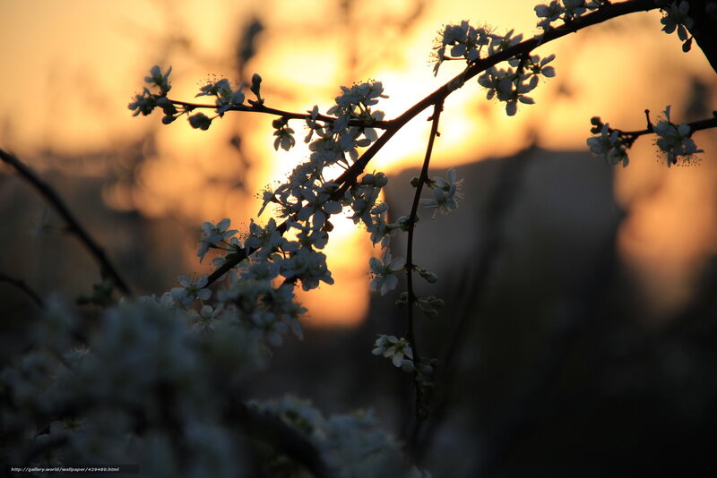 Blossoms at sunset