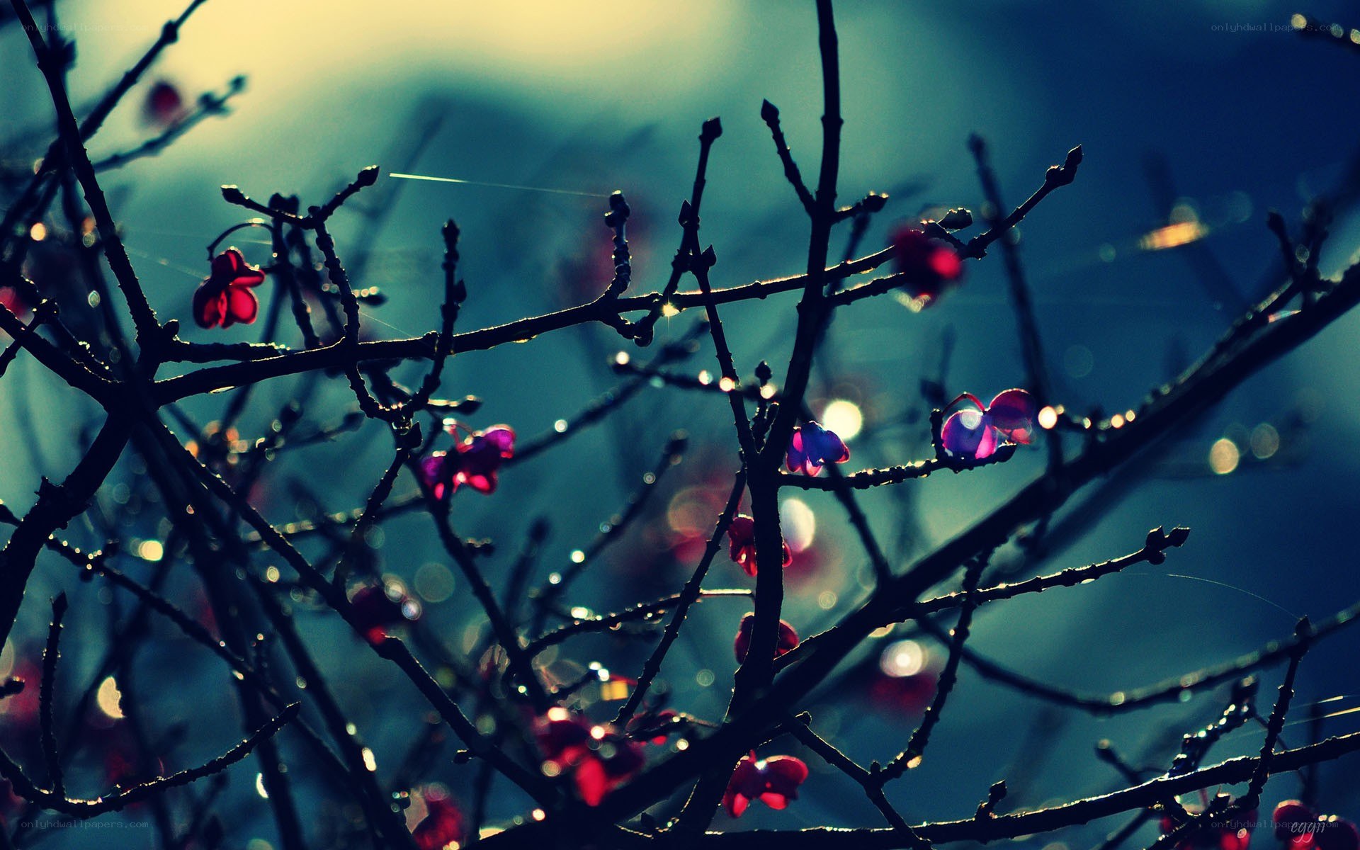 Blossoms on bare branches