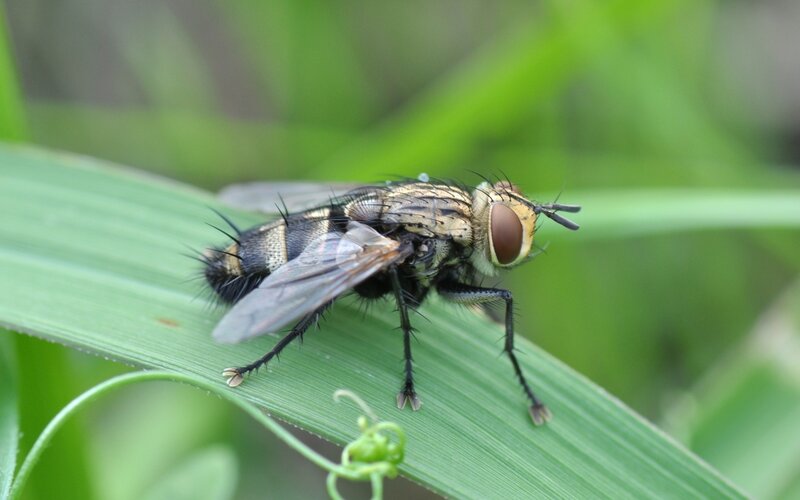 Blowfly on Green Leaf