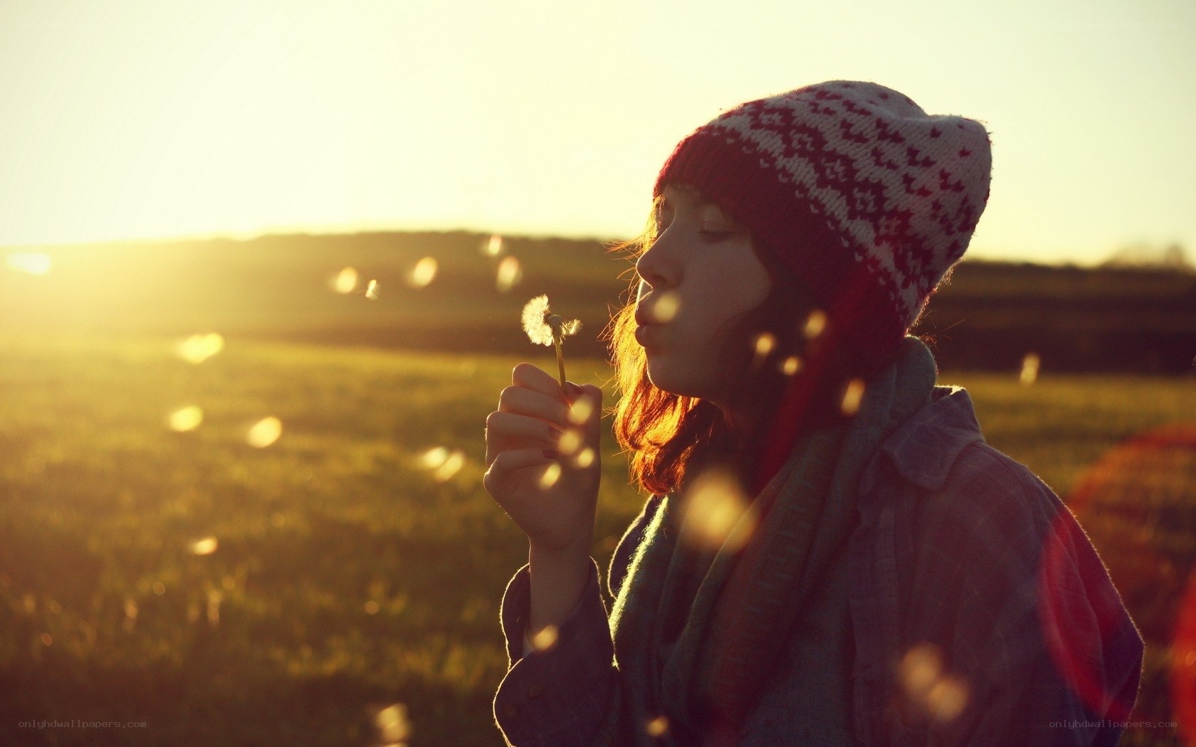 Blowing dandelion seeds at sunset