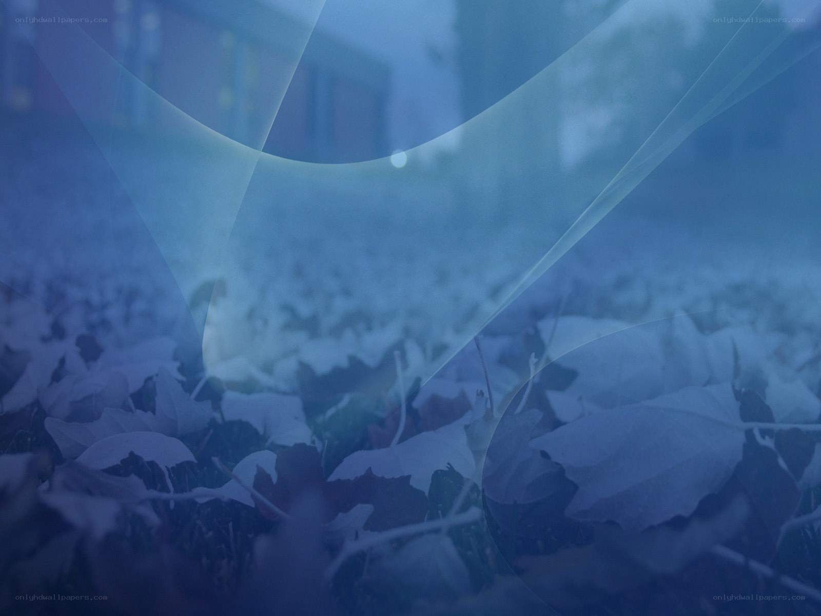 blue abstract leaf background